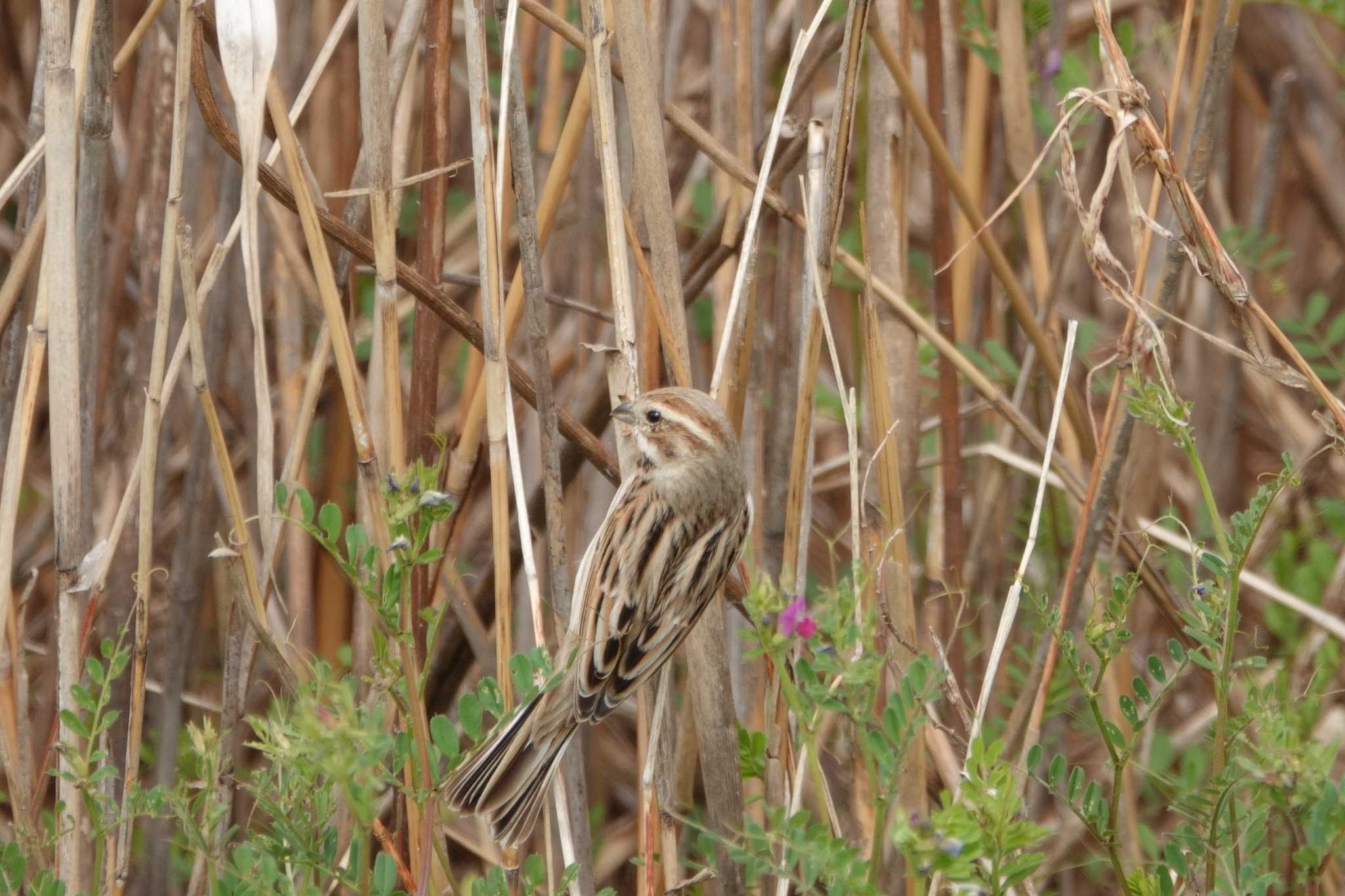 Common Reed Bunting