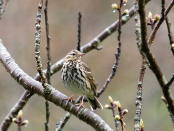 Olive-backed Pipit 木場ほたるの里(長崎市) Fri, 3/24/2023