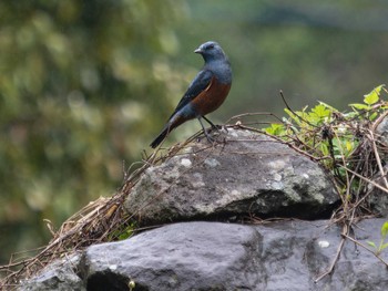 Blue Rock Thrush 木場ほたるの里(長崎市) Fri, 3/24/2023