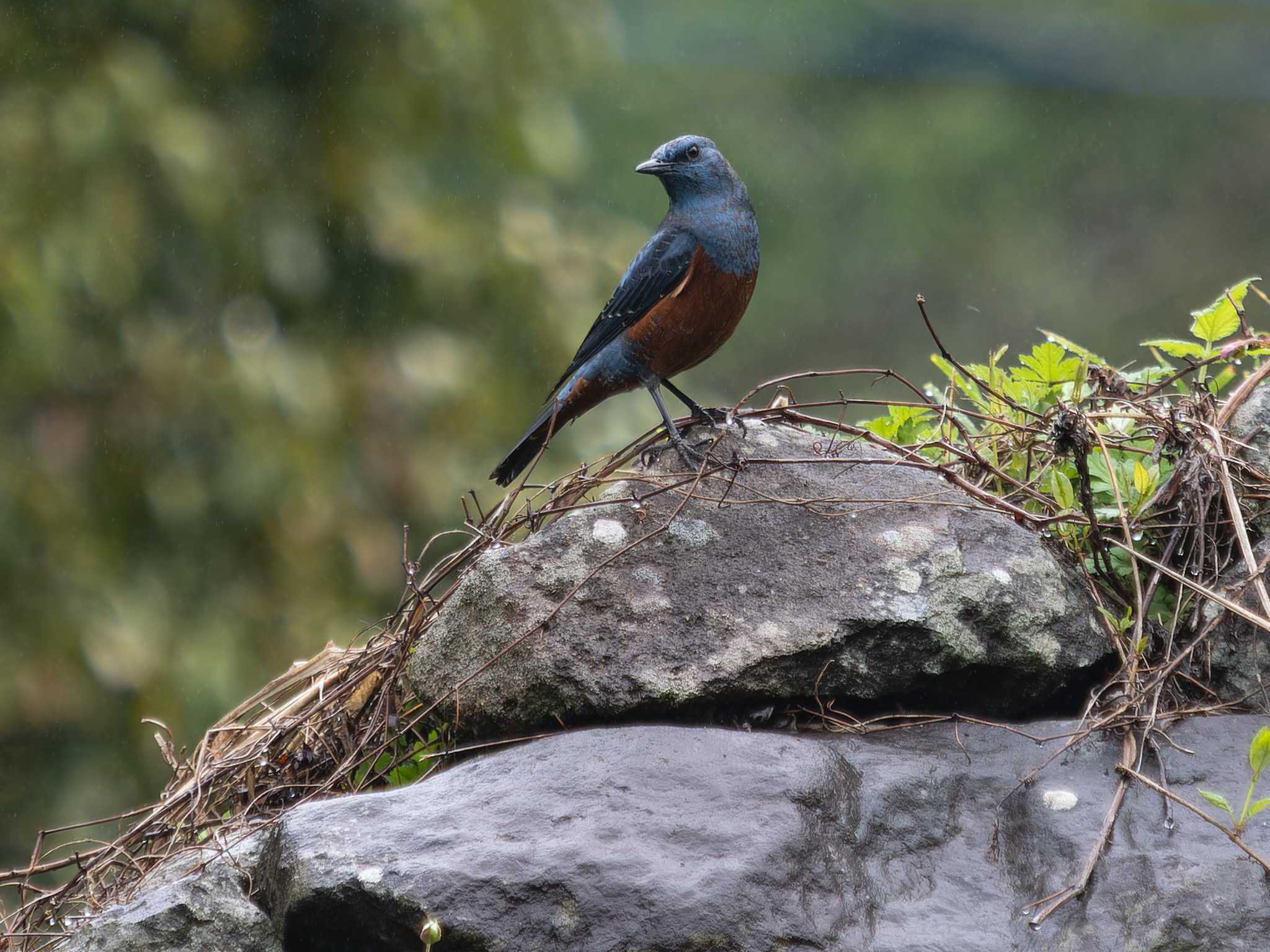 Blue Rock Thrush