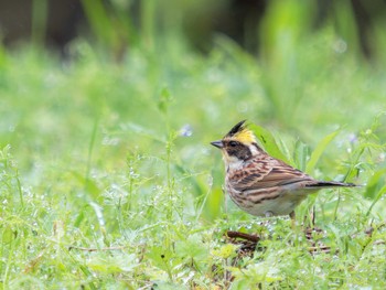 Yellow-throated Bunting 木場ほたるの里(長崎市) Fri, 3/24/2023