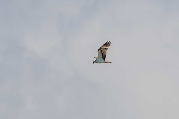 ミサゴ 魚住海岸 2018年5月10日(木)