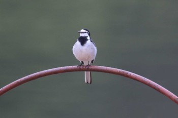 ハクセキレイ 明石公園 2023年1月15日(日)