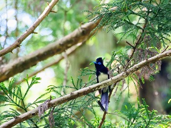 2018年5月16日(水) 森戸川源流の野鳥観察記録