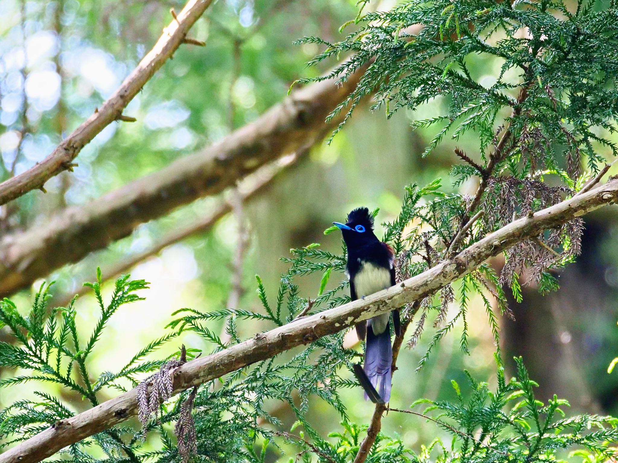 Black Paradise Flycatcher