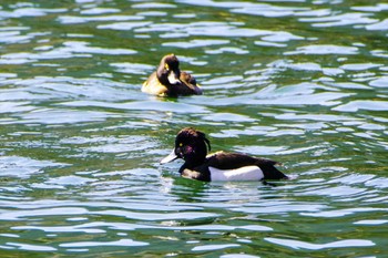 Tufted Duck 田貫湖 Mon, 3/20/2023