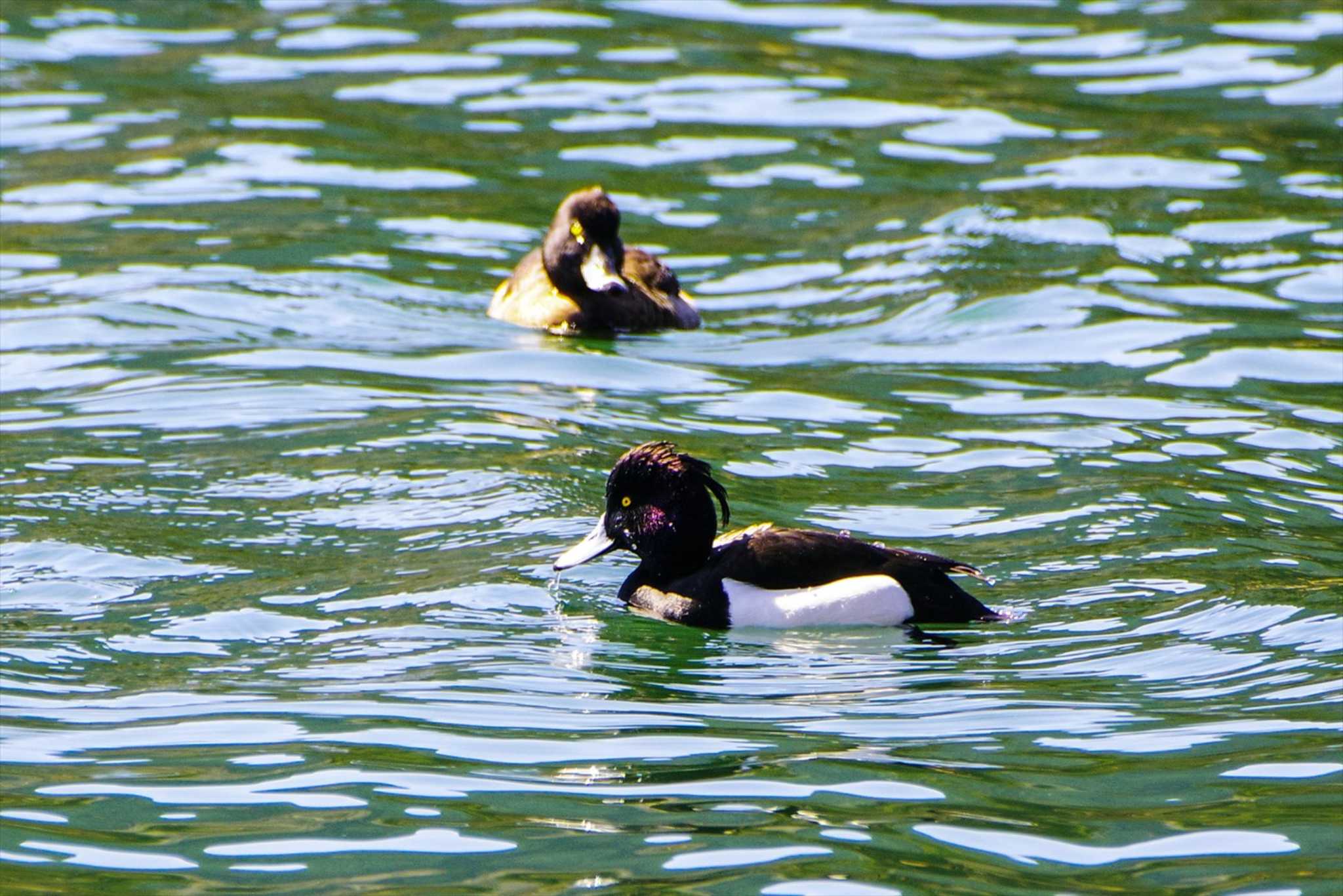 Photo of Tufted Duck at 田貫湖 by BW11558