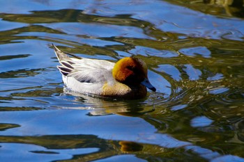 2023年3月20日(月) 田貫湖の野鳥観察記録