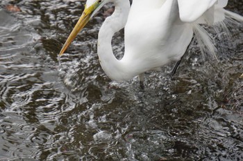 Great Egret 水前寺公園 Fri, 3/24/2023