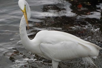 Great Egret 水前寺公園 Fri, 3/24/2023