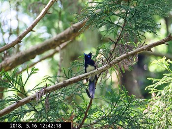 Black Paradise Flycatcher Moritogawa Wed, 5/16/2018