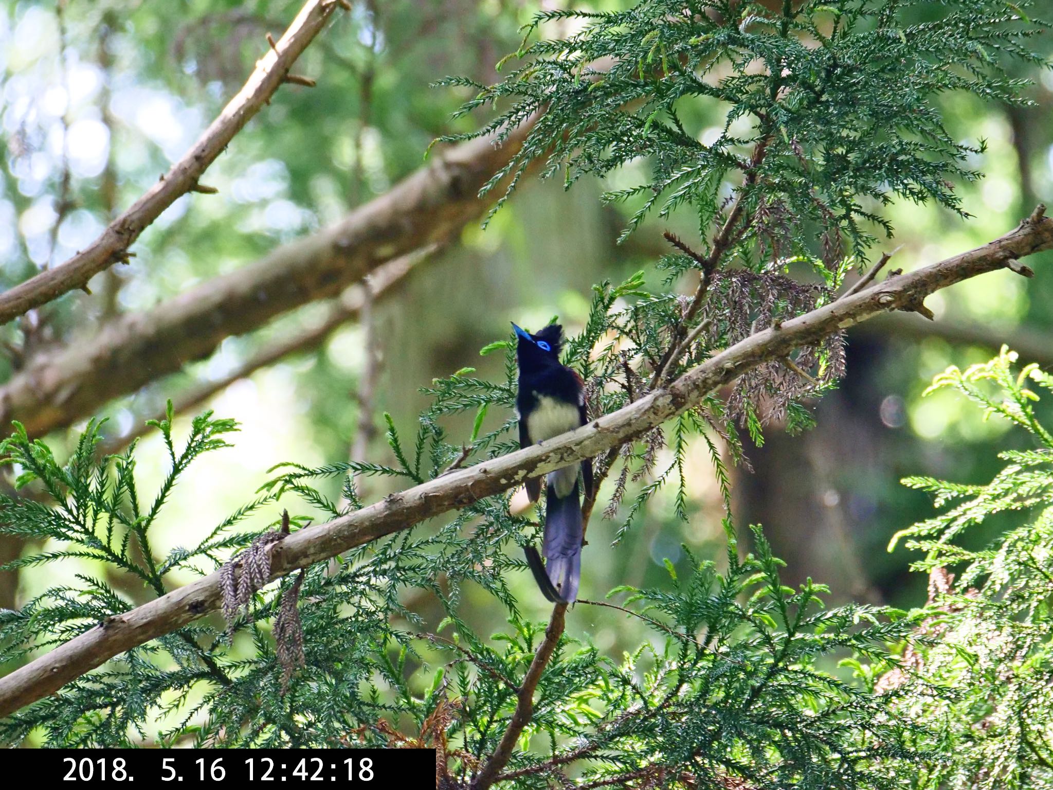 サンコウチョウ