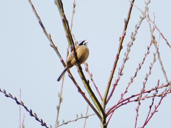 2023年3月25日(土) 十勝北部の野鳥観察記録