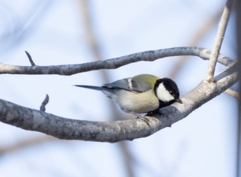 Japanese Tit Nishioka Park Sun, 3/19/2023