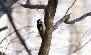 Great Spotted Woodpecker(japonicus) Nishioka Park Sun, 3/19/2023