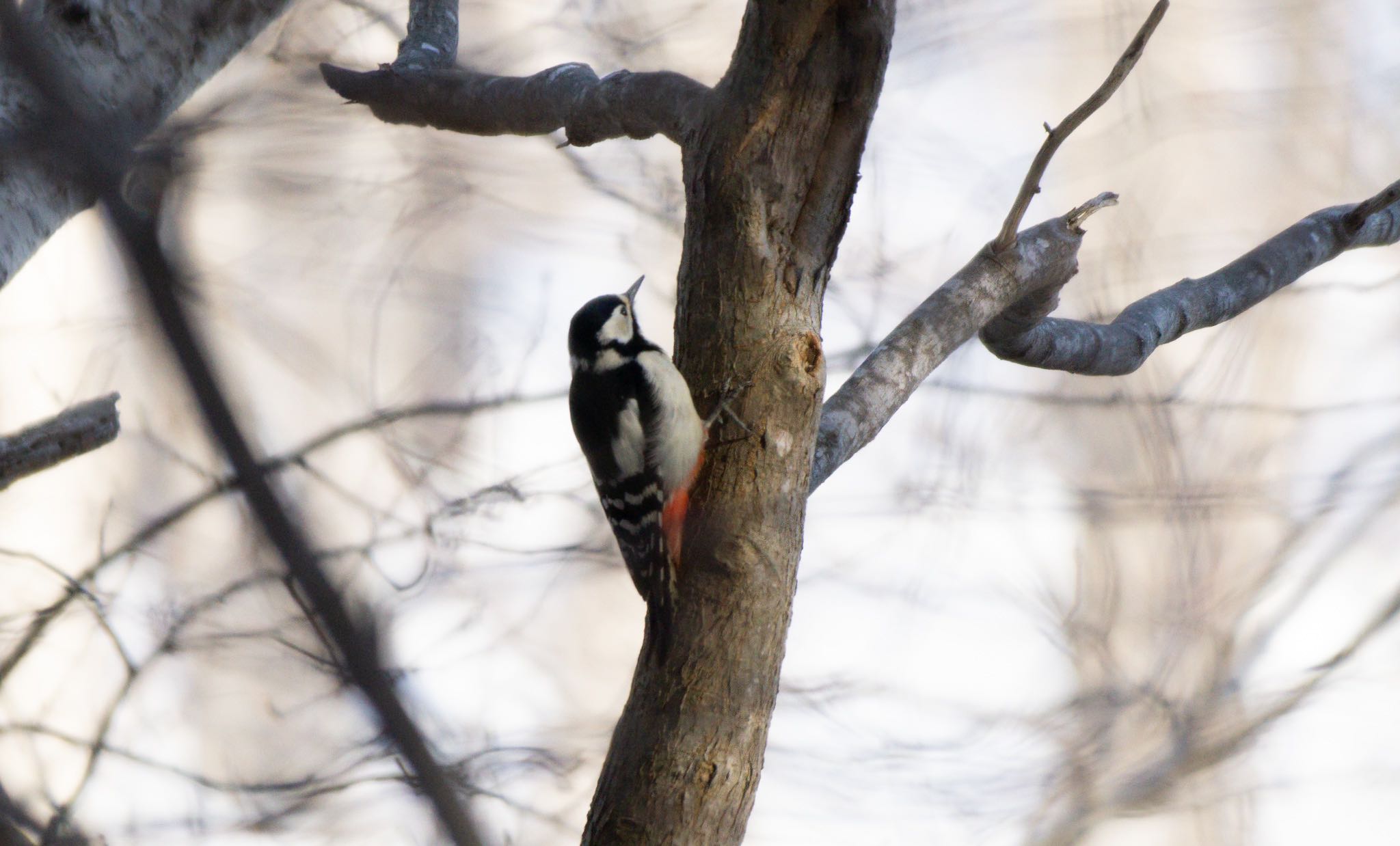 Photo of Great Spotted Woodpecker(japonicus) at Nishioka Park by マルCU