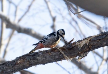 White-backed Woodpecker(subcirris) Nishioka Park Sun, 3/19/2023