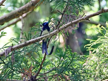 サンコウチョウ 森戸川源流 2018年5月16日(水)