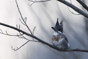 Crested Kingfisher 中国河南省 Tue, 1/1/2019