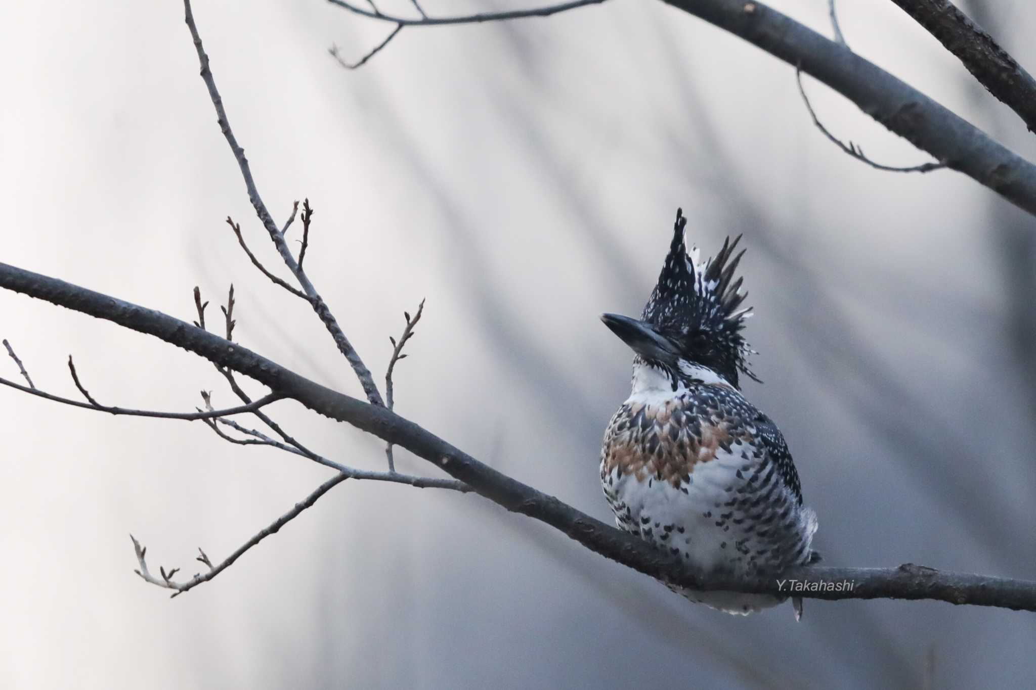 Photo of Crested Kingfisher at 中国河南省 by 八丈 鶫