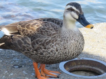 Eastern Spot-billed Duck 松本城 Tue, 3/14/2023