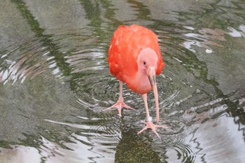 Scarlet Ibis 静岡県 Thu, 3/23/2023