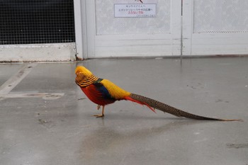 Golden Pheasant 静岡県 Thu, 3/23/2023