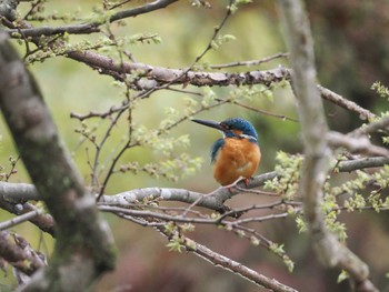 カワセミ 京都府立植物園 2023年3月25日(土)