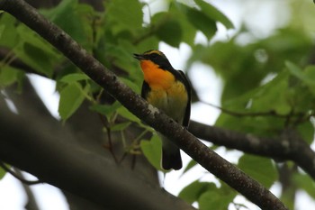 Narcissus Flycatcher 北海道 函館市 東山 Tue, 5/15/2018