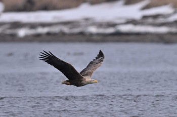 White-tailed Eagle 春国岱 Sat, 3/18/2023