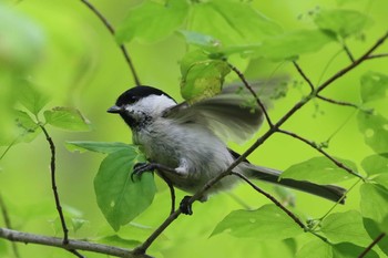 ハシブトガラ 北海道 函館市 見晴公園 2018年5月15日(火)