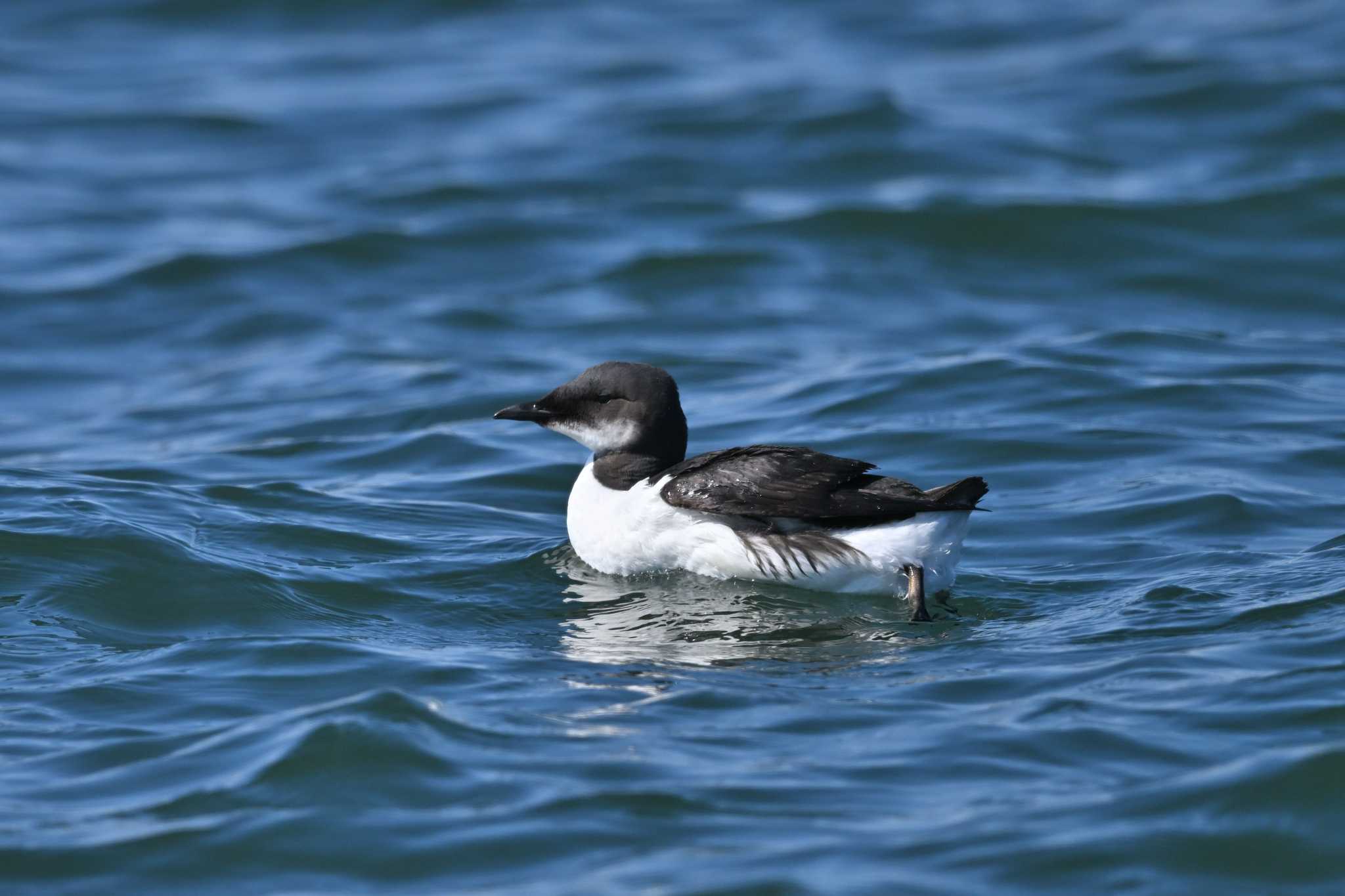 Photo of Thick-billed Murre at 花咲港(根室) by ダイ