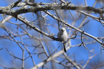 Long-tailed tit(japonicus) Shunkunitai Mon, 3/20/2023