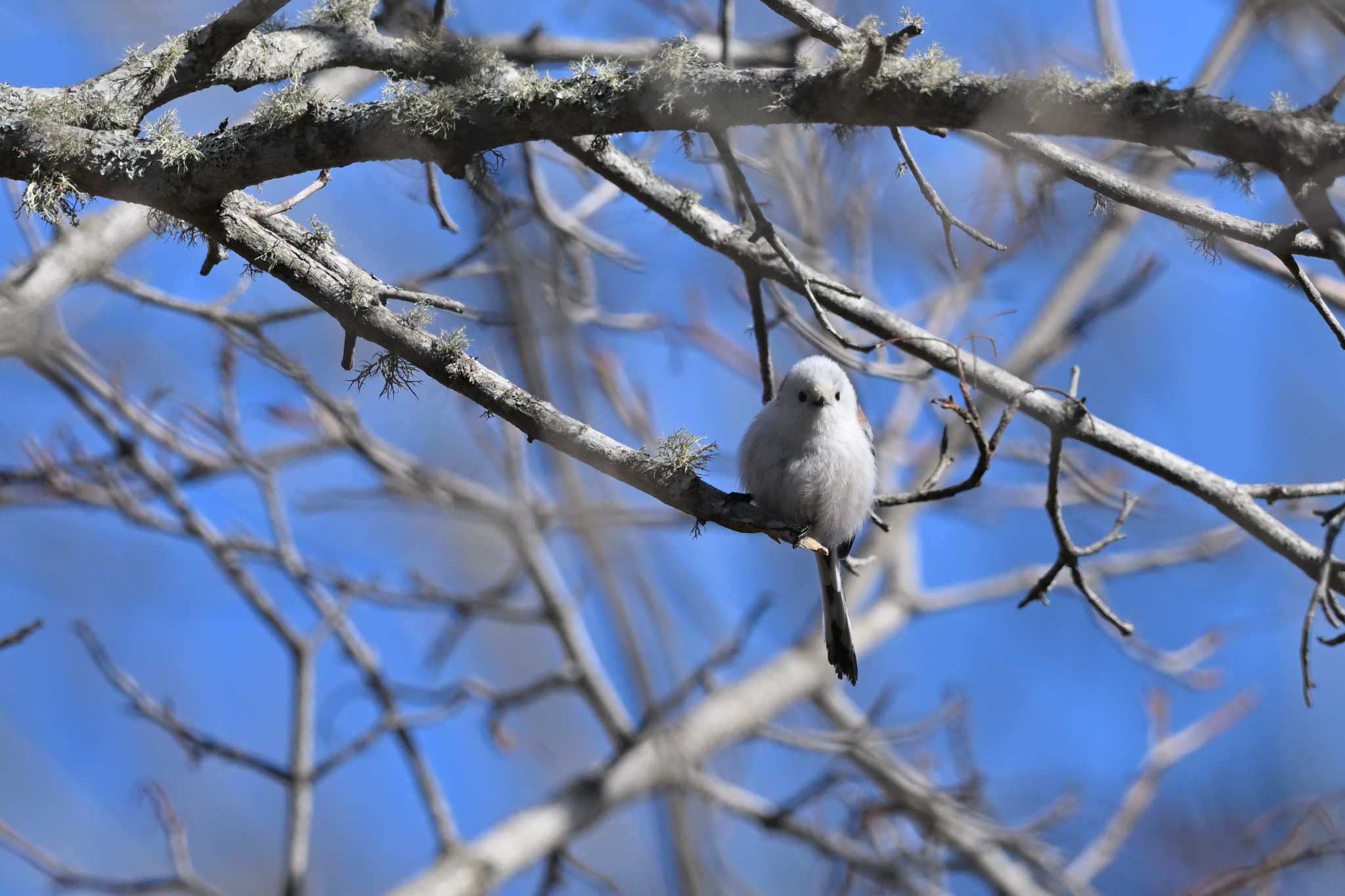 Photo of Long-tailed tit(japonicus) at Shunkunitai by ダイ