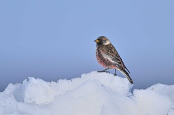 Asian Rosy Finch 風連湖(走古丹) Mon, 3/20/2023