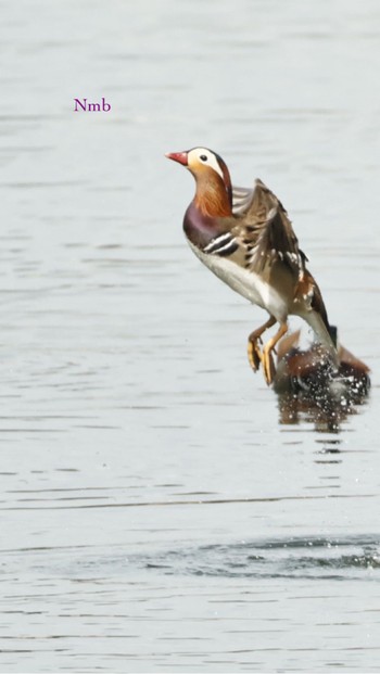 Mandarin Duck Unknown Spots Unknown Date