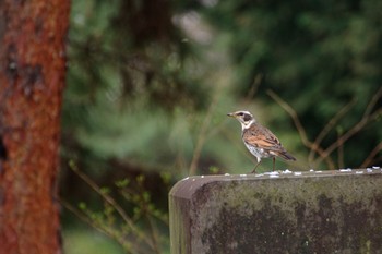 ツグミ 都立青山霊園 2023年3月24日(金)