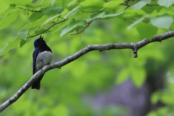 Blue-and-white Flycatcher Miharashi Park(Hakodate) Tue, 5/15/2018