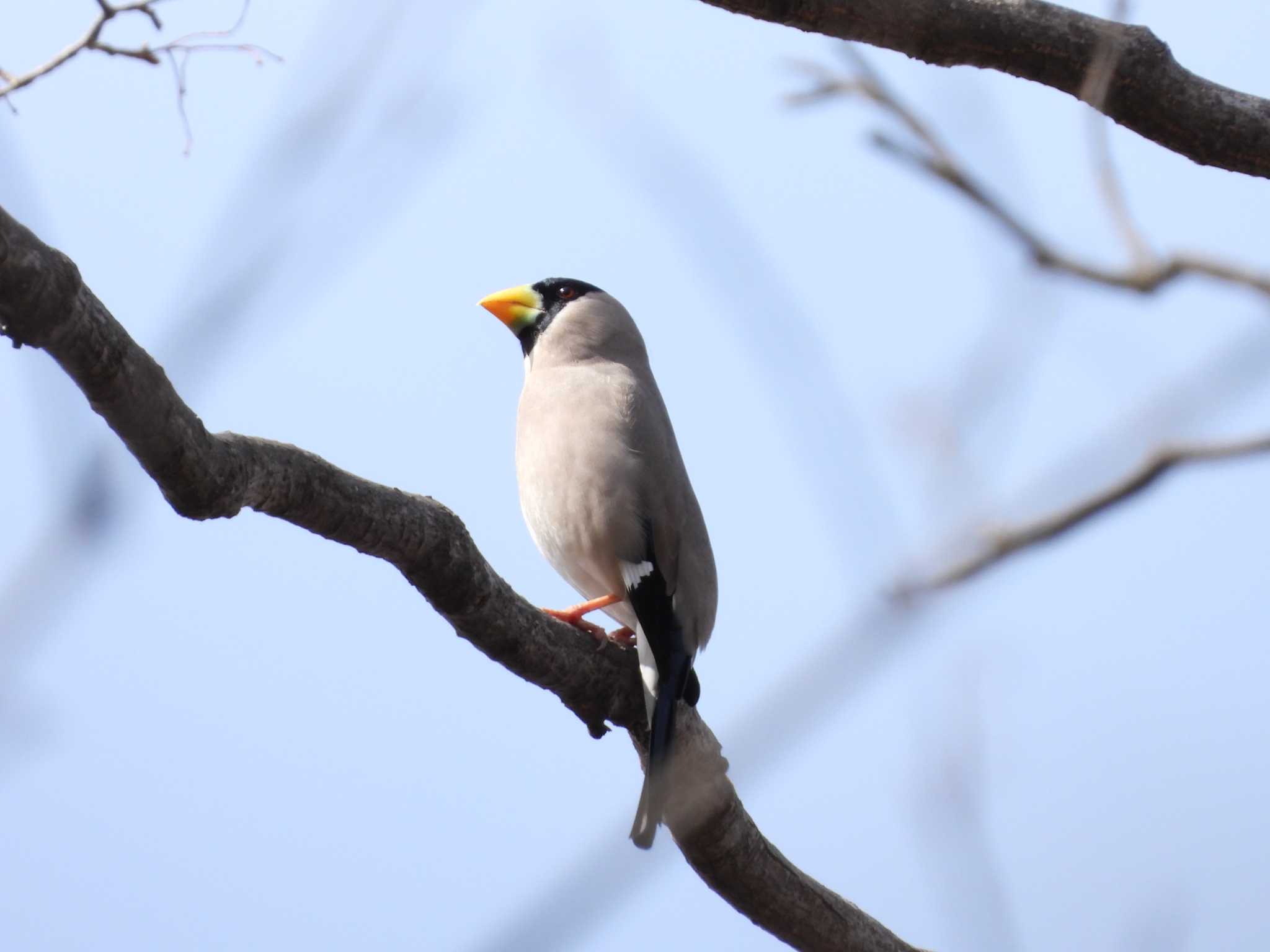 円山公園 イカルの写真 by ゴト