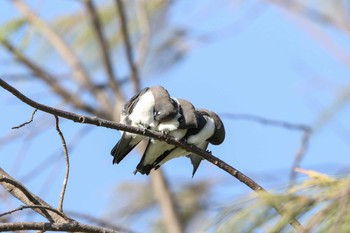 White-breasted Woodswallow Esplanade(Cairns) Sat, 5/5/2018