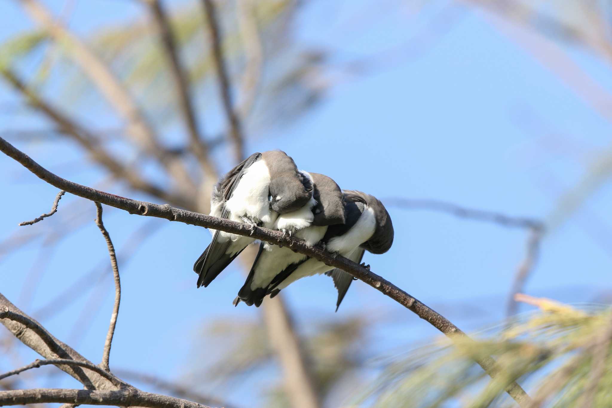 White-breasted Woodswallow