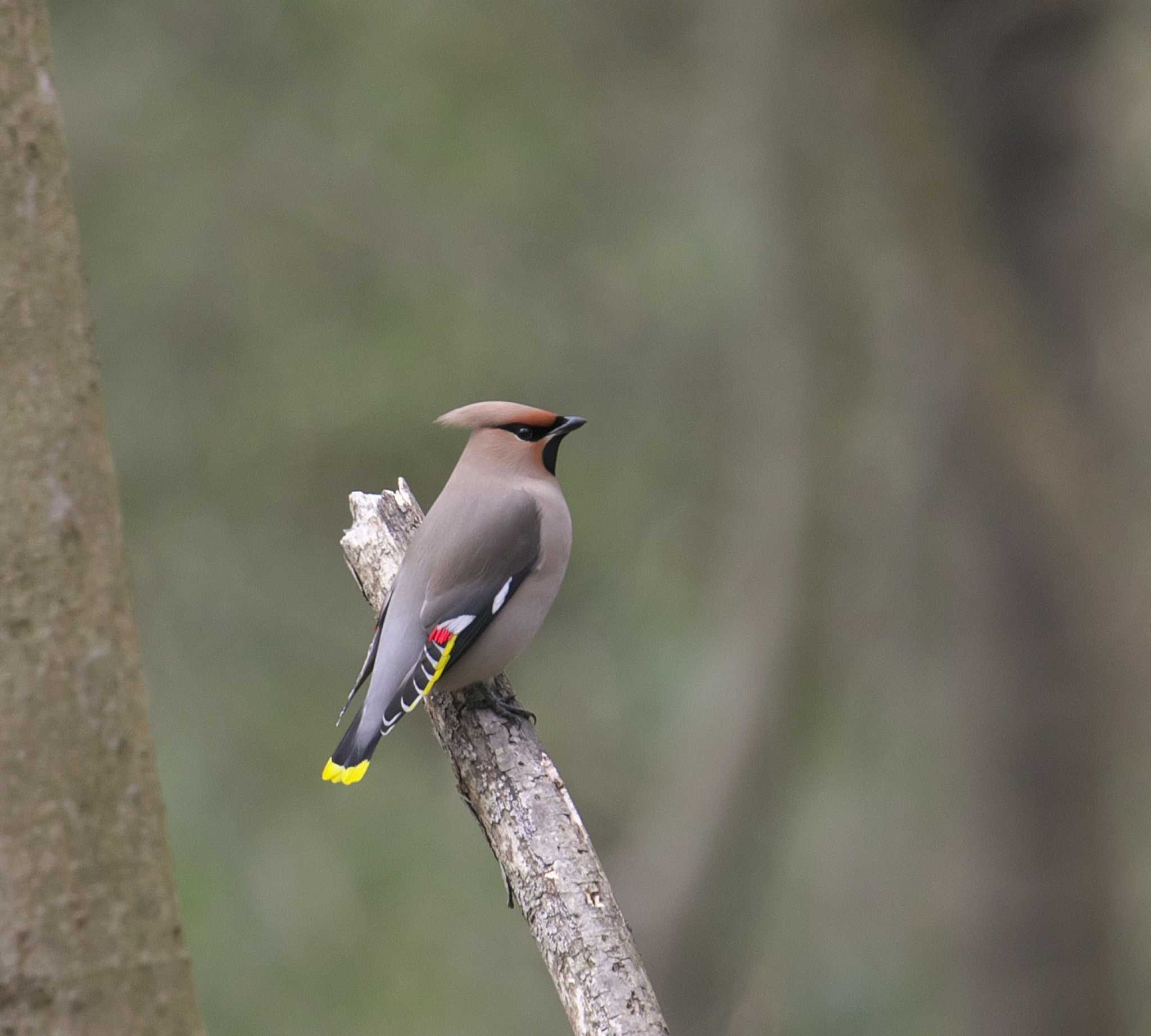 Photo of Bohemian Waxwing at 東京都多摩地域 by アカウント3953