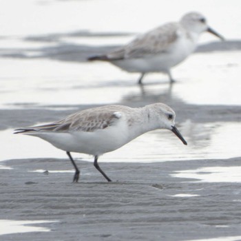 ミユビシギ ふなばし三番瀬海浜公園 2023年3月24日(金)