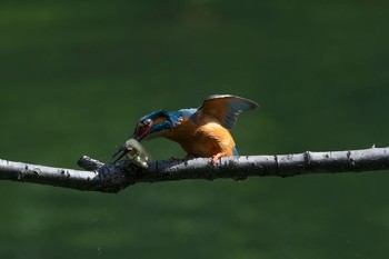 カワセミ 場所が不明 2018年5月16日(水)