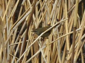 Japanese Bush Warbler 富岩運河環水公園 Sat, 3/25/2023