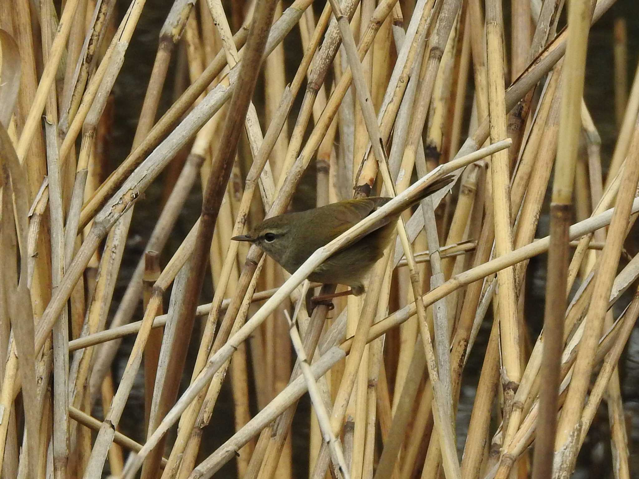 Photo of Japanese Bush Warbler at 富岩運河環水公園 by どらお