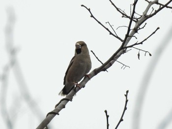 Hawfinch 富岩運河環水公園 Sat, 3/25/2023