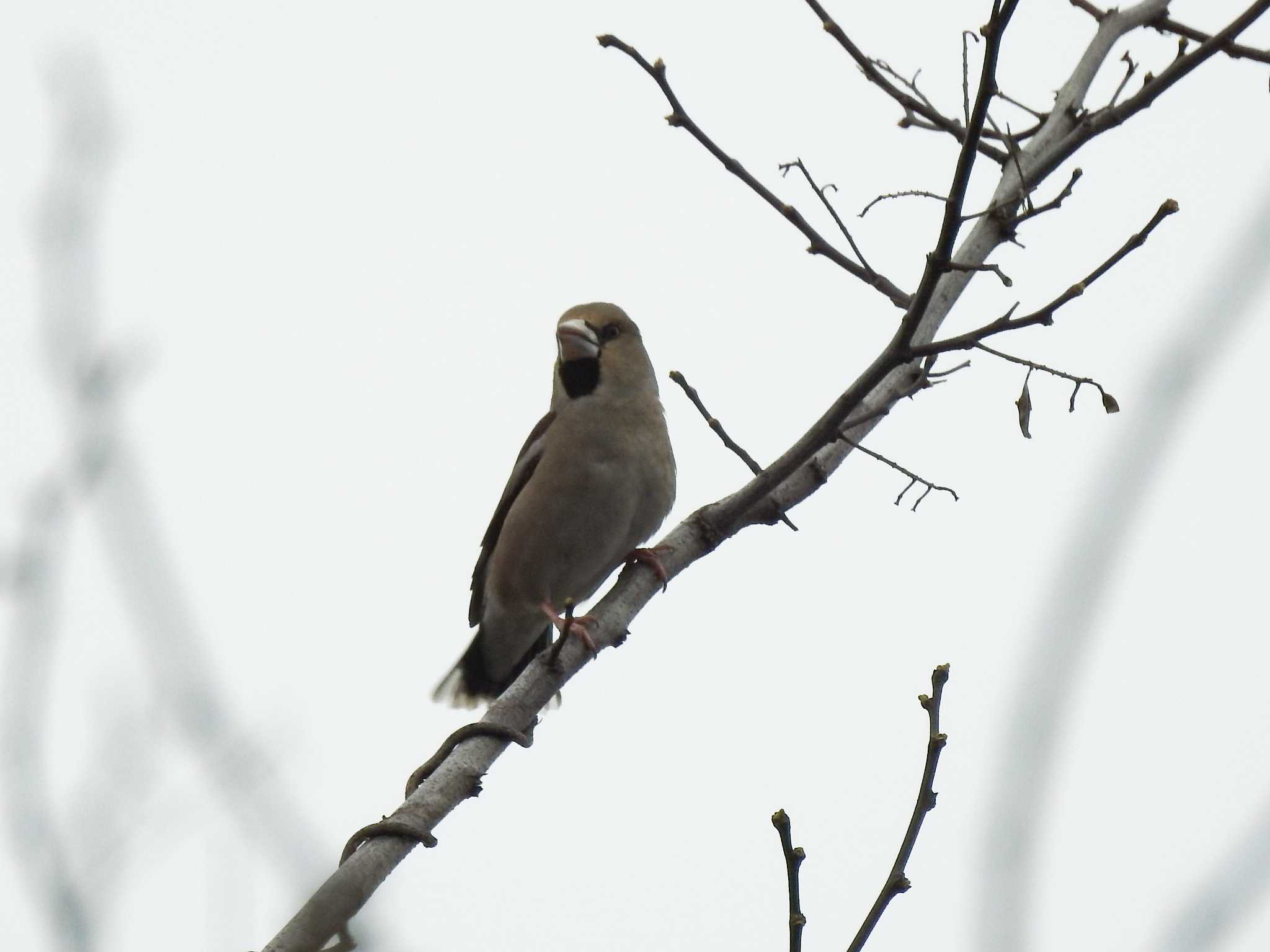 Hawfinch