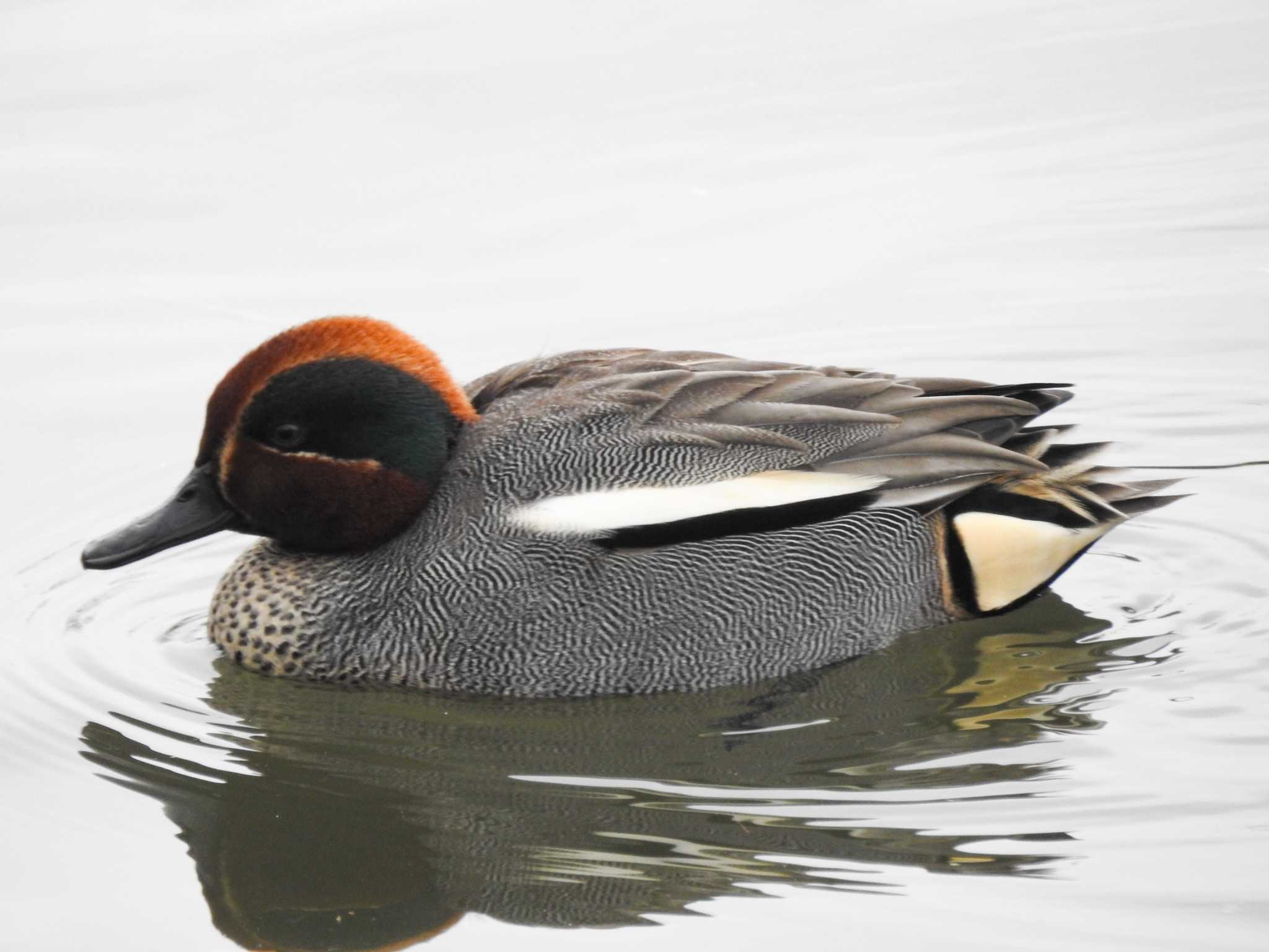 Eurasian Teal