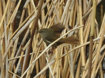 Japanese Bush Warbler 富岩運河環水公園 Sat, 3/25/2023